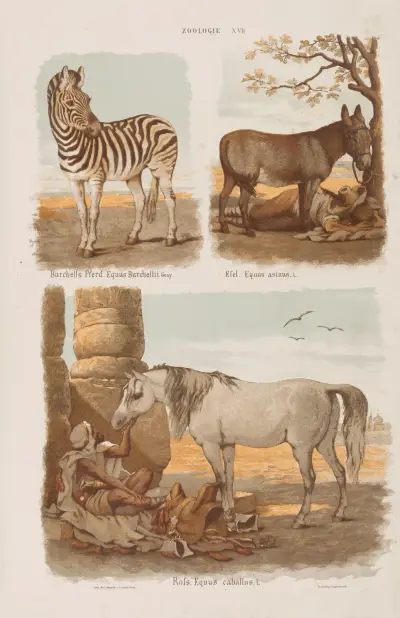 Wielki atlas do zoologii, botaniki i mineralogii Pl.017 av Gustav von Hayek