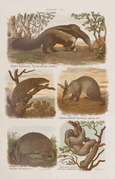 Wielki atlas do zoologii, botaniki i mineralogii Pl.020 av Gustav von Hayek
