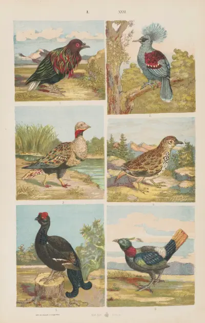 Wielki atlas zoologii, botaniki i mineralogii, tabl. 31, Gustav von Hayek