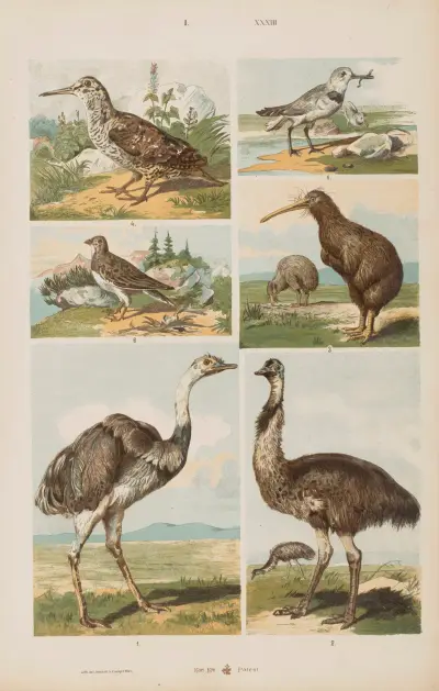 Wielki atlas do zoologii, botaniki i mineralogii Pl.033 av Gustav von Hayek