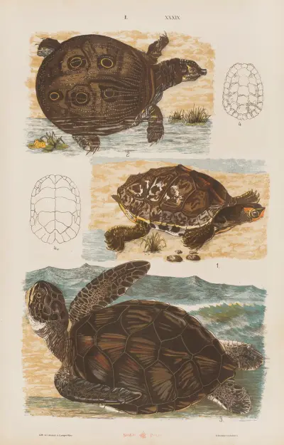 Wielki atlas do zoologii, botaniki i mineralogii Pl.039 av Gustav von Hayek