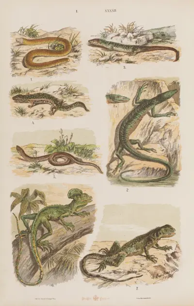 Wielki atlas do zoologii, botaniki i mineralogii Pl.042 av Gustav von Hayek