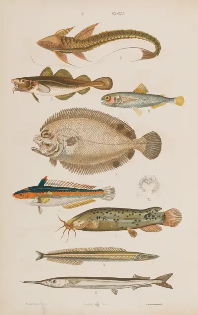 Wielki atlas zoologii, botaniki i mineralogii Pl.046, Gustav von Hayek