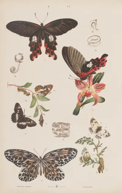 Wielki atlas do zoologii, botaniki i mineralogii Pl.060 av Gustav von Hayek