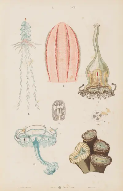 Wielki atlas zoologii, botaniki i mineralogii, plansza 71, Gustav von Hayek