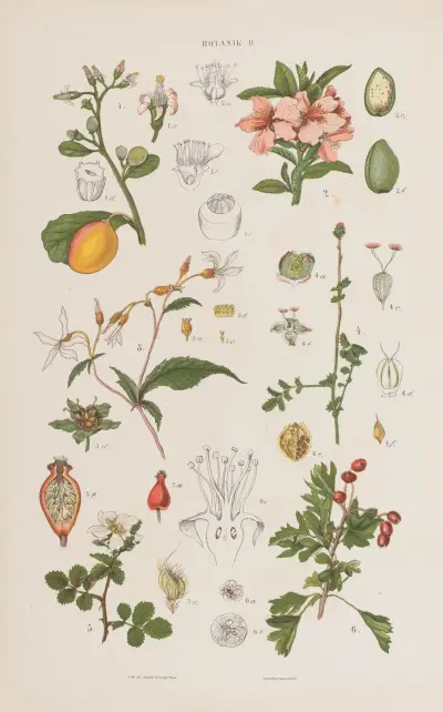 Wielki atlas zoologii, botaniki i mineralogii, tabl. 74, Gustav von Hayek