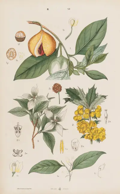 Wielki atlas do zoologii, botaniki i mineralogii Pl.084 av Gustav von Hayek
