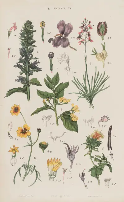 Wielki atlas zoologii, botaniki i mineralogii, tabl. 092, Gustav von Hayek