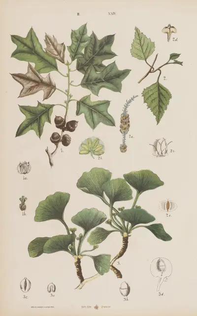 Wielki atlas do zoologii, botaniki i mineralogii Pl.096 av Gustav von Hayek