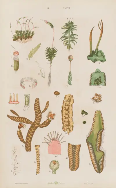 Wielki atlas do zoologii, botaniki i mineralogii Pl.110 av Gustav von Hayek