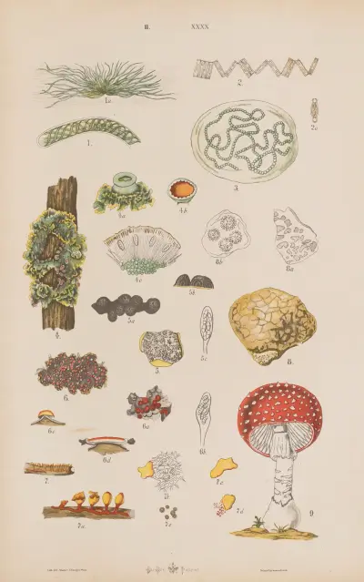 Wielki atlas do zoologii, botaniki i mineralogii Pl.112 av Gustav von Hayek
