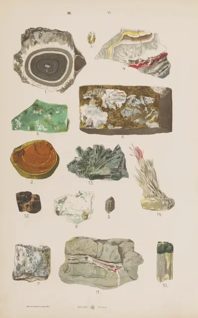Wielki atlas do zoologii, botaniki i mineralogii Pl.118 av Gustav von Hayek
