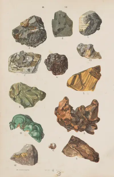 Wielki atlas do zoologii, botaniki i mineralogii Pl.120 av Gustav von Hayek