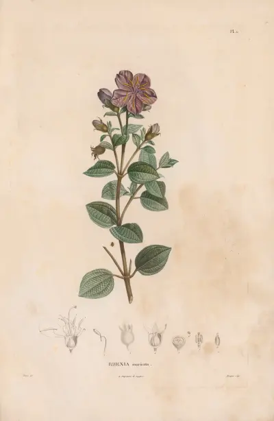 Botanik Taf. 01 von Alexander von Humboldt