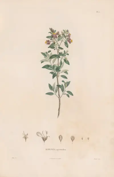 Botanique Pl.03 von Alexander von Humboldt
