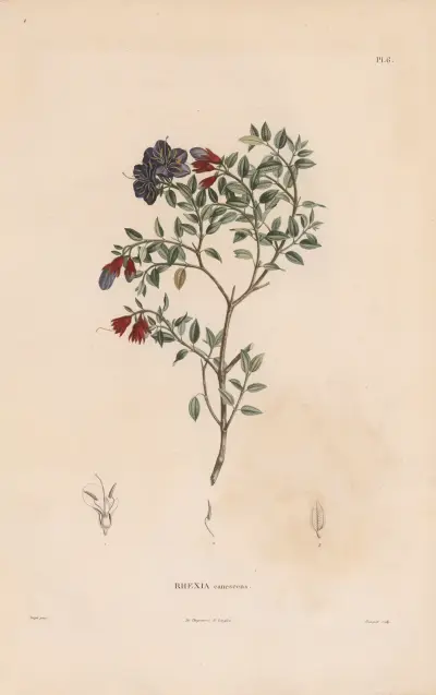 Botanik Taf. 05 von Alexander von Humboldt