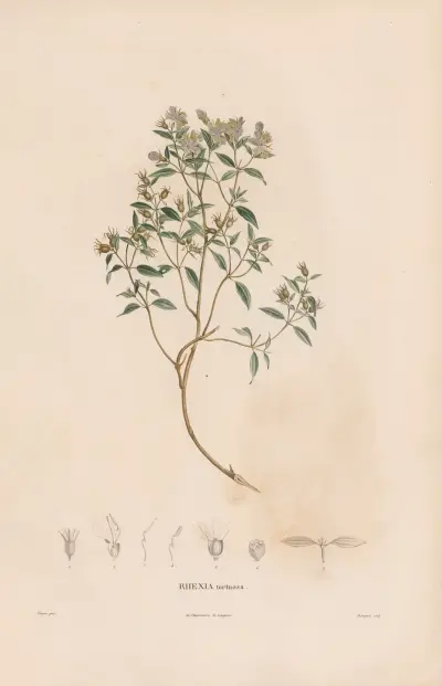 Botanik Pl.06 von Alexander von Humboldt