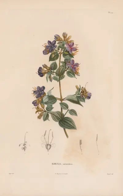 Botanique Pl.09 von Alexander von Humboldt