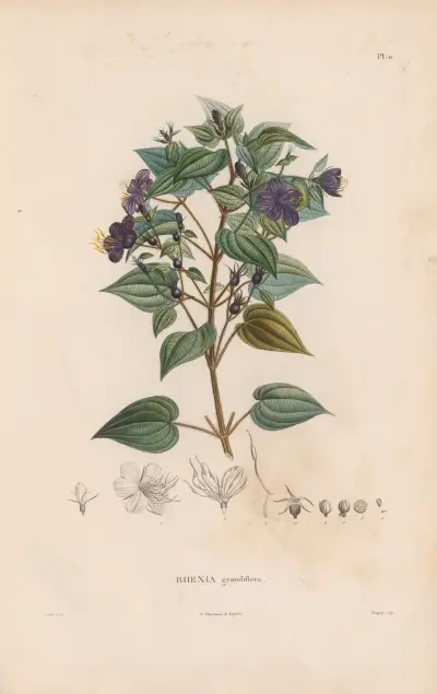 Botanik Taf. 10 von Alexander von Humboldt