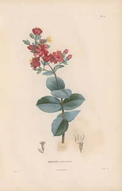 Botanik Taf. 11 von Alexander von Humboldt
