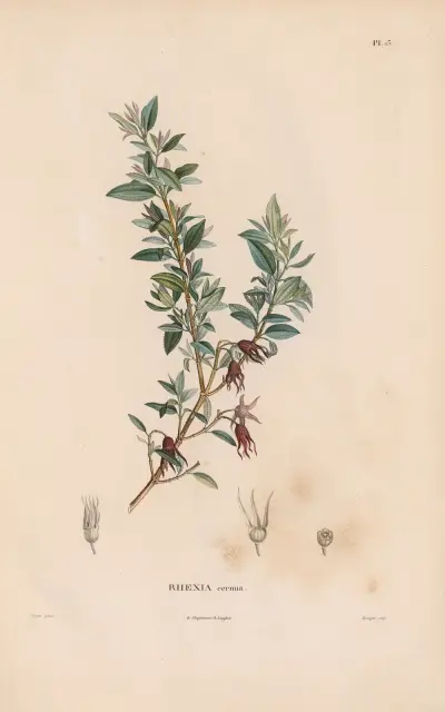 Botanique Pl.12 von Alexander von Humboldt