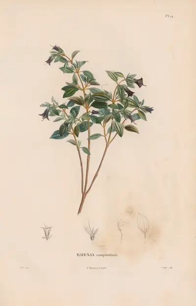 Botanik Taf. 13 von Alexander von Humboldt