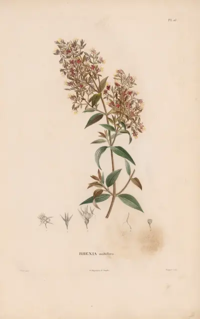 Botanik Tafel 15 von Alexander von Humboldt