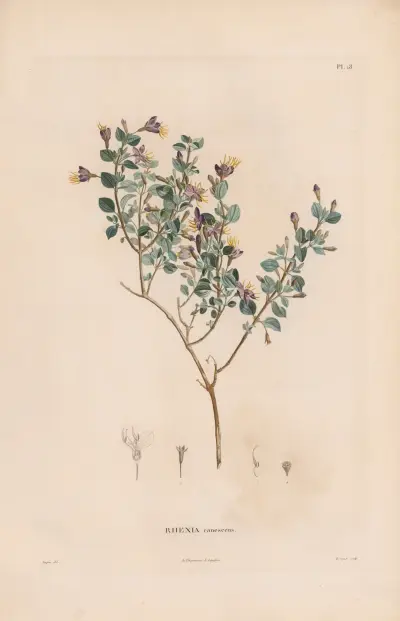 Botanik Taf. 17 von Alexander von Humboldt