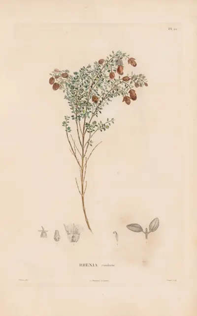 Botanik Taf. 18 von Alexander von Humboldt