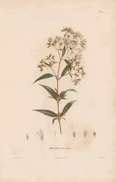 Botanique Pl. 19 von Alexander von Humboldt