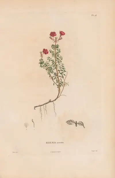 Botanique Pl.20 von Alexander von Humboldt