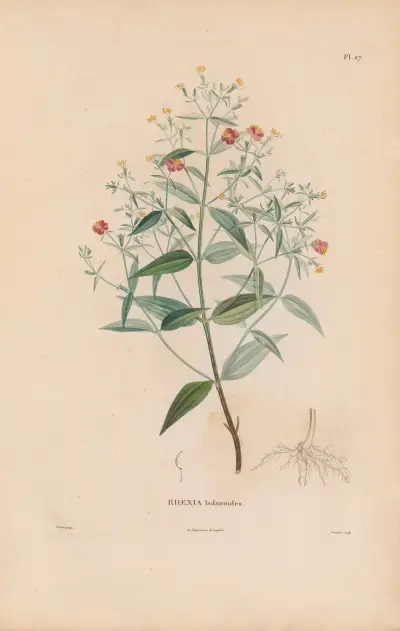 Botanique Pl.21 av Alexander von Humboldt