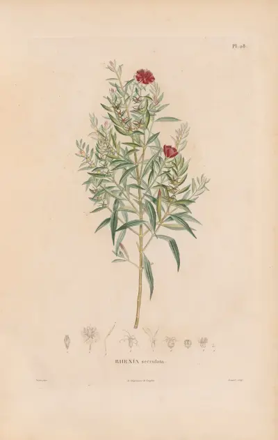 Botanik Taf. 22 von Alexander von Humboldt