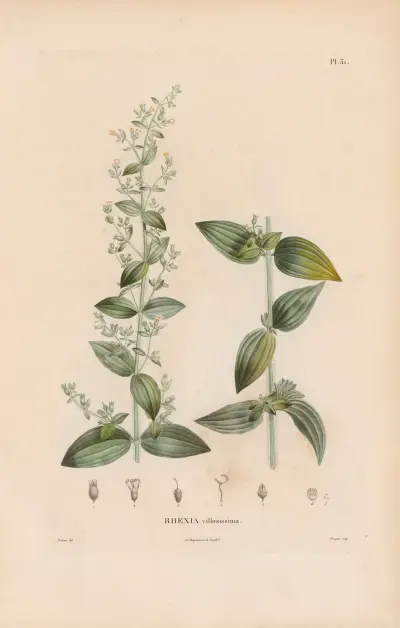 Botanik Taf. 25 von Alexander von Humboldt