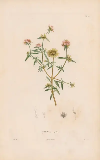 Botanik Taf. 26 von Alexander von Humboldt