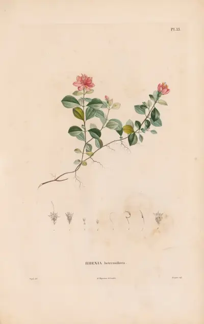 Botanische Tafel 27 von Alexander von Humboldt
