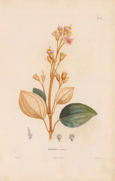 Botanique Pl.28 von Alexander von Humboldt