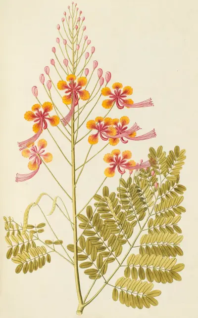 Selectarum stirpium Americanarum historia Pl.120 av Nikolaus Joseph Freiherr von Jacquin