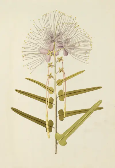 Selectarum stirpium Americanarum historia Pl.147 av Nikolaus Joseph Freiherr von Jacquin