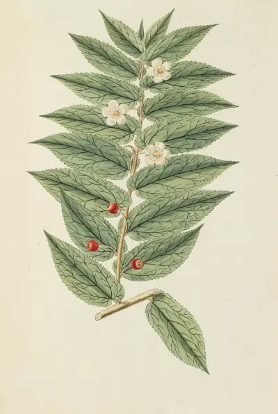 Selectarum stirpium Americanarum historia Pl.158 av Nikolaus Joseph Freiherr von Jacquin