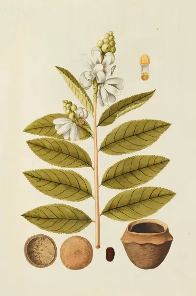 Selectarum stirpium Americanarum historia Pl.160 av Nikolaus Joseph Freiherr von Jacquin