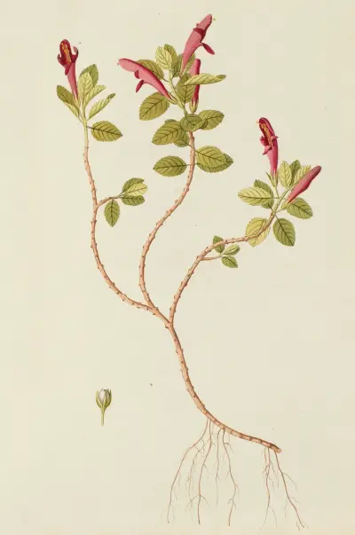 Selectarum stirpium Americanarum historia Pl.170 av Nikolaus Joseph Freiherr von Jacquin