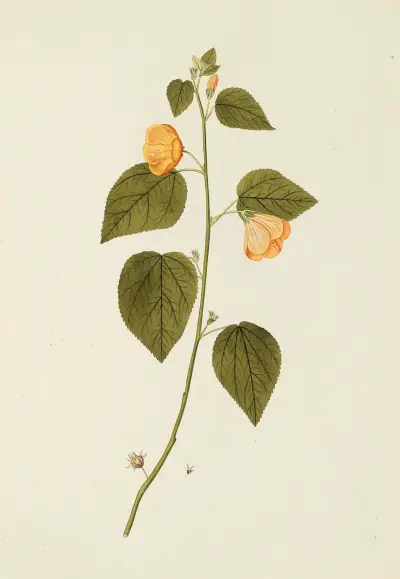 Selectarum stirpium Americanarum historia Pl.185 av Nikolaus Joseph Freiherr von Jacquin
