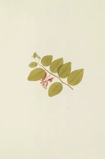 Selectarum stirpium Americanarum historia Pl.186 av Nikolaus Joseph Freiherr von Jacquin