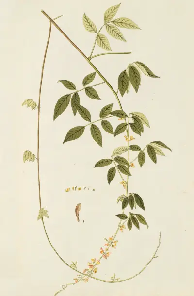 Selectarum stirpium Americanarum historia Pl.187 av Nikolaus Joseph Freiherr von Jacquin