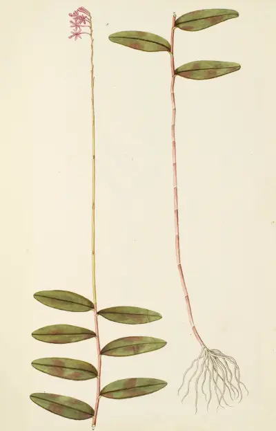 Selectarum stirpium Americanarum historia Pl.207 av Nikolaus Joseph Freiherr von Jacquin