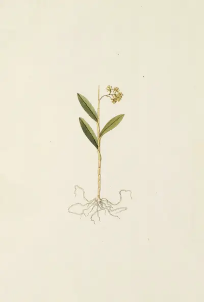 Selectarum stirpium Americanarum historia Pl.208 av Nikolaus Joseph Freiherr von Jacquin