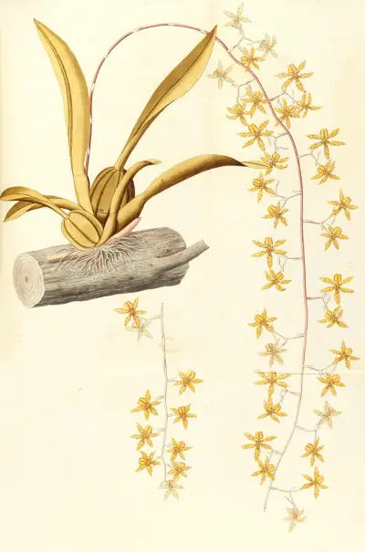 Selectarum stirpium Americanarum historia Pl.215 av Nikolaus Joseph Freiherr von Jacquin