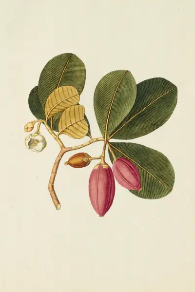 Selectarum stirpium Americanarum historia Pl.250 av Nikolaus Joseph Freiherr von Jacquin