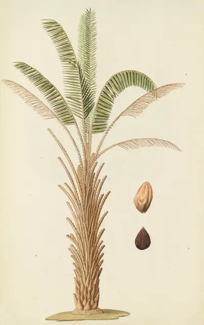 Selectarum stirpium Americanarum historia Pl.257 av Nikolaus Joseph Freiherr von Jacquin